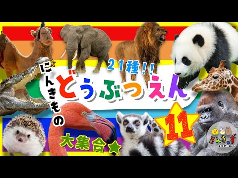 【子供向け どうぶつアニメ】動物園へ行こう!part11☆どうぶつえんで人気の動物が21種類も大集合!ライオン ゾウ パンダ|動く動物図鑑で動物の名前を覚えよう◎ 【子供が喜ぶ 動物の知育動画】