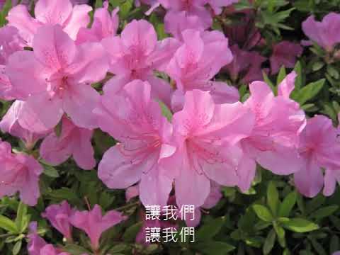 蕭孋珠 杜鵑時節
