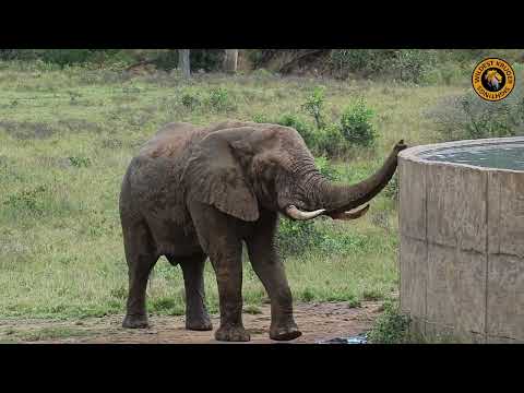 Elephant's Rejuvenating Retreat