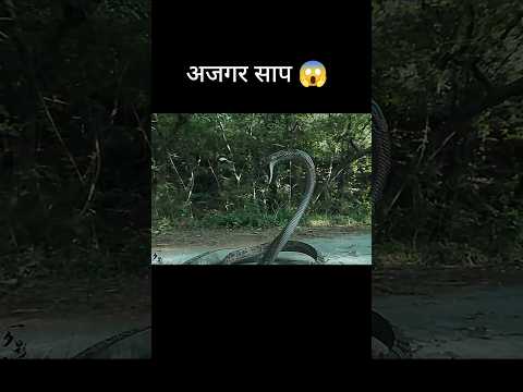 python snake 😱
