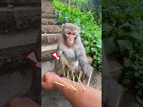 He Saw a Human in Painโฆ and the Monkey Became a Hero!" #shortvideo #shorts