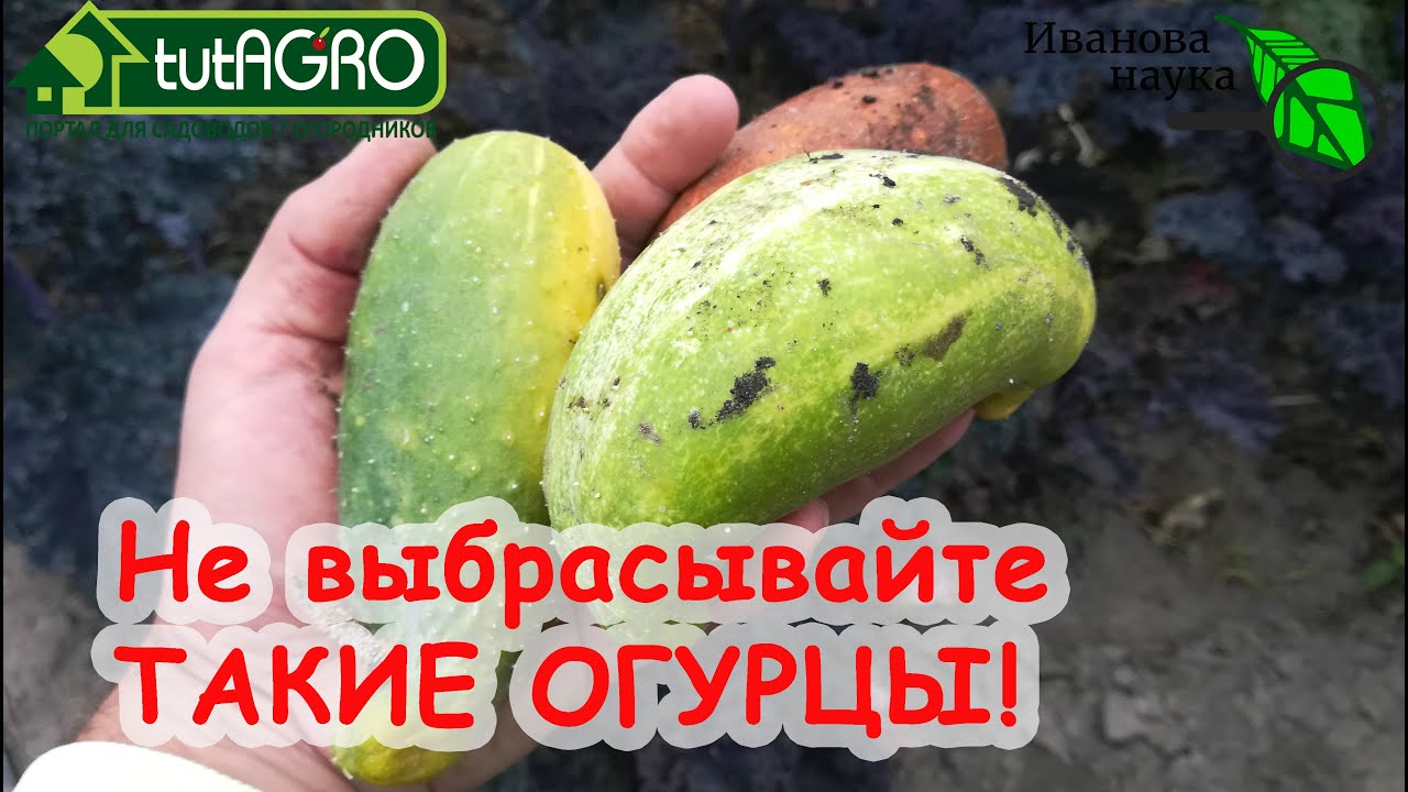 Поспешили выкинуть? Зря! Правда об огурцах-потеряшках! Вот куда надо девать эти огурцы переростки!