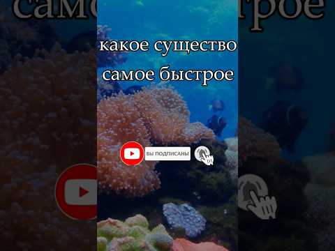 Самый быстрый в океане!