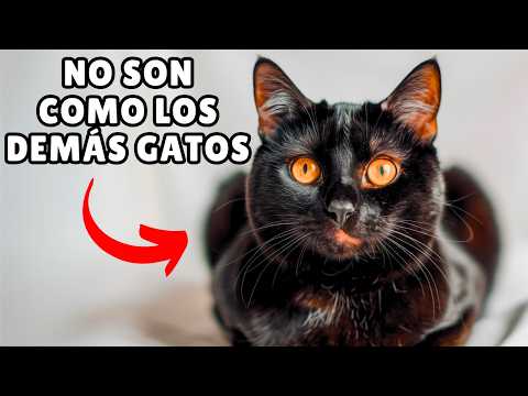 10 DATOS sorprendentes sobre los GATOS NEGROS 🖤 (Seguro que muchos no los conoces)