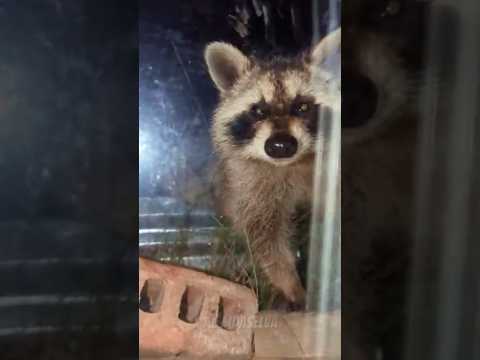 😱😱 Animais que Você Não Deve Tocar #shorts #curiosidades #fatoscuriosos #fauna #mundoanimal