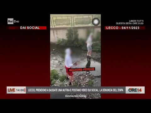 Lecco, prendono a sassate una nutria e postano il video sui social - Ore 14 del 06/11/2023