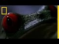 Red-Eyed Tree Frog Ecology