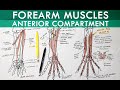 Anterior Forearm Muscles and Innervation