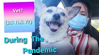 Going to The Vet During The Pandemic | Cún Gặp Bác Sĩ Thú Y Mùa Cô-Vy