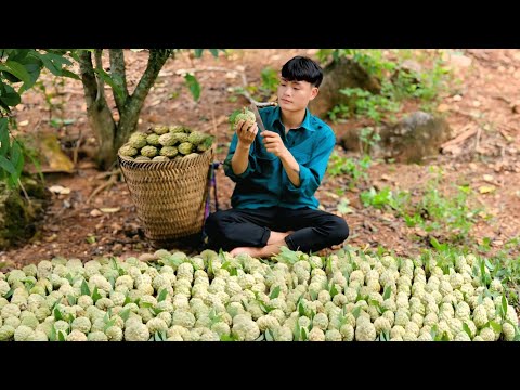 2 Years Living Alone, Harvest guava, Custard apple, Bring to market to sell
