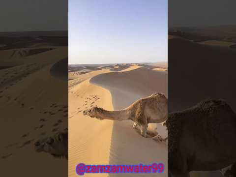 Amazing 😱 Allah hu Akbar 😱😱 please 1subscibe please #deenislam #islamic #shorts #viralvideo #like