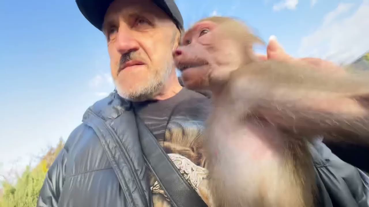 Люська с Владом отправились на прогулку и Люся пошла искать енота Тимошку, а наткнулась на лису)