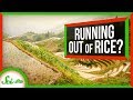 Understanding Rice Photosynthesis and C4 Engineering