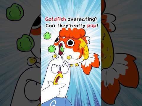 🐟Goldfish Overeating? Can They Really Pop❓ #shorts #trivia #comedy