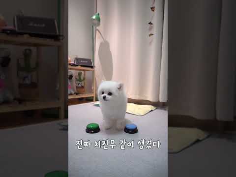 #shorts 강아지치맥 원샷!