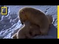 Polar Bear Cubs: Play and Survival