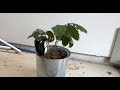 Tetrastigma Plant Care and Growth
