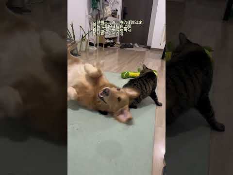 就这声音 爱听 折腾半天可算挨骂了 就算没白折腾 #狗狗的心思都写在脸上了 #干坏事不嫌累 #狗 #没憋好屁