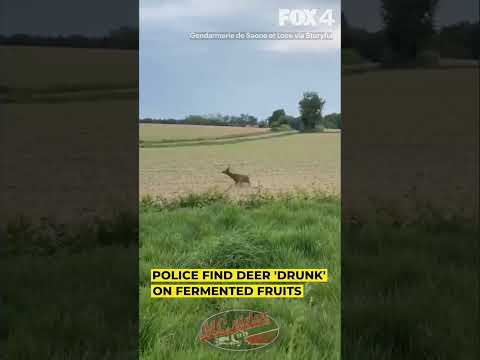 Deer drunk on fermented fruit! New road hazard.