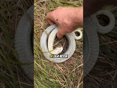 Serpente hognose (@willrobertsonwildlife)