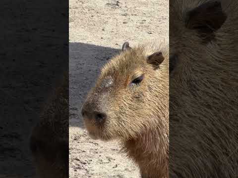 #capybara chewing forever #animals #funny #shorts #wildlife #rodents #florida
