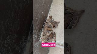 Огромная бабочка на наших ступенях #костарика #costarica