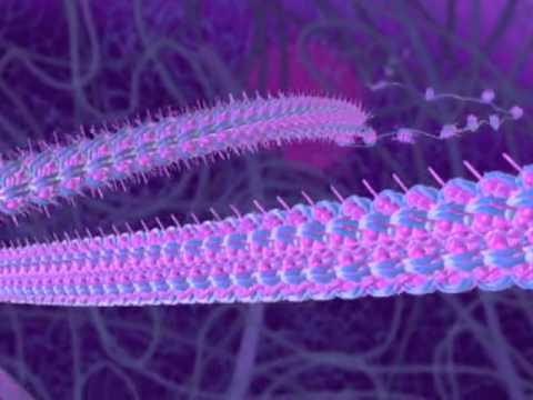 Tour Of A Plant Cell Structures And Functions Bioflix Tutorial 08 2021