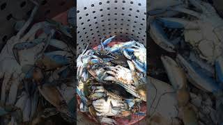 Blue Crabs! Swamp People! Bayou Life! #crab #crabs #bluecrab #swamp