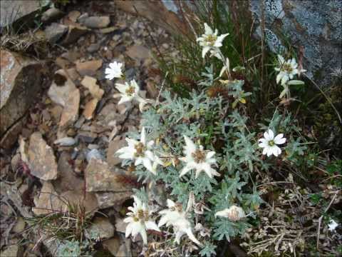 玉山薄雪草(Leontopodium Microphyllum ) - YouTube(47秒)