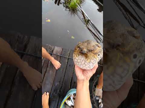 Releasing puffer fish #fishing #patehinte