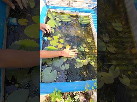 আমি ট্যাংকের জল কিভাবে পাল্টাই ? #shorts #fish