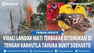 Viral Penampakan Landak Hutan Mati Terbakar akibat Karhutla di Tahura Bukit Soeharto Kaltim