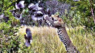 'Flying' Leopard's Perfect Ambush: The Attack a Bird Never Saw Coming