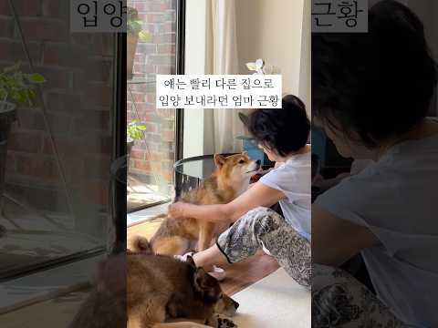 털갈이도 이기는 사랑❤️ #강아지 #반려견 #시바견털갈이