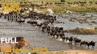 WILD MIGRATION | Survival and Migration Challenges  | WILD SAVANNAH