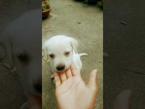 cute puppy dog🐕🤗 viraldog##video##TODO lifestile