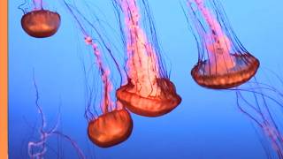 Inside the Great Barrier Reef – Nature’s Underwater Paradise | Full Documentary