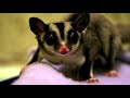 Sugar Glider Facts and Trivia