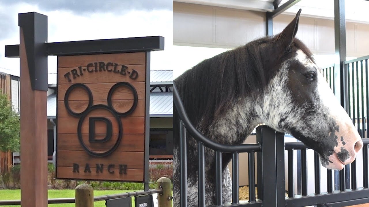A Trip To Disney's Fort Wilderness Resort To Check Out The Horses At The All New Tri-Circle-D Ranch! The Tim Tracker