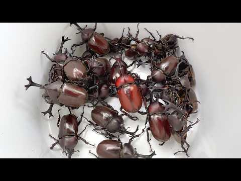 カブトムシフェスタ2026　A large number of Japanese rhinoceros beetles 【カブトムシ・クワガタムシ】