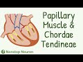 Heart Valves and Their Functions