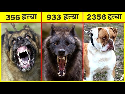 अगर आपको ये कुत्ते दिखे तो जान बचा कर भागे और मदद मांगे | MOST DANGEROUS DOGS BREEDS IN THE WORLD