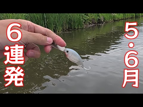 【50アップ今年4本目！】ハリースライド・ハイパークランク・ベイビーブル・カバーネコ！【小櫃川】