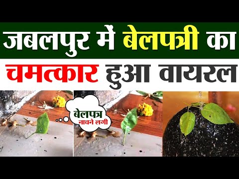 बेलपत्री ने शिवलिंग के सामने किया तांडव । जबलपुर में बेलपत्री का चमत्कार हुआ । Jabalpur belpatra