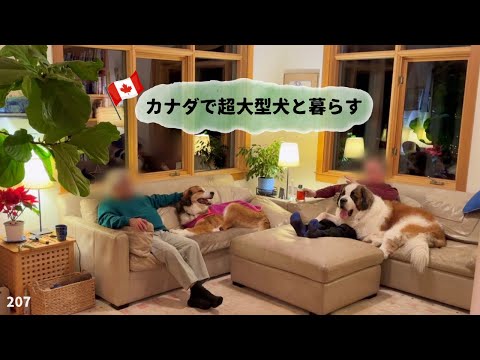 よくある田舎移住の質問について（備考欄）／久しぶりのスイーツ作り【超大型犬3頭とカナダで田舎暮らし・海外生活】