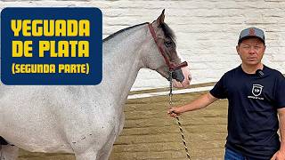 ⭐️Así se Crían los Caballos Españoles en Yeguada de Plata | Genética y Reproducción