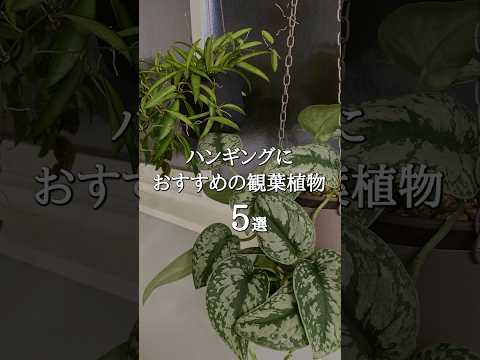 【ハンギンググリーン】吊ってもおしゃれなおすすめ観葉植物5選  #shorts  #ハンギングプランツ  #インテリアグリーン