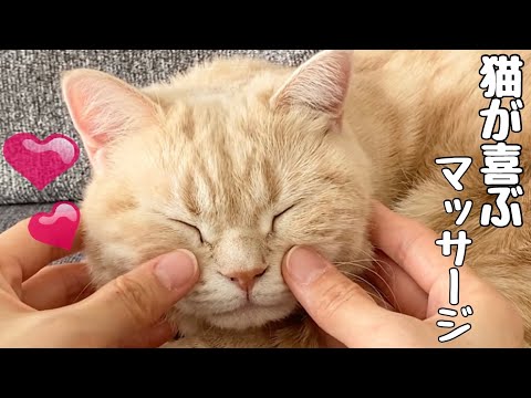 【猫マッサージ】😸フェイスマッサージをしたらうっとりしちゃった猫www　Cute animals