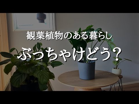 観葉植物のある暮らし、実際どう？育てて後悔したこと | よかったこと