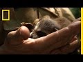 Wildlife Biology and Baby Raccoon Care